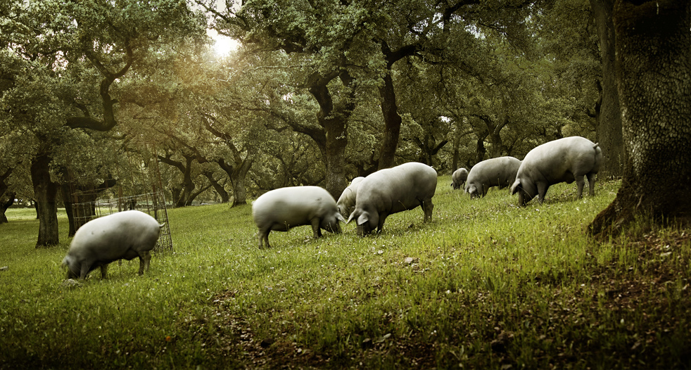 alimentacion slider1