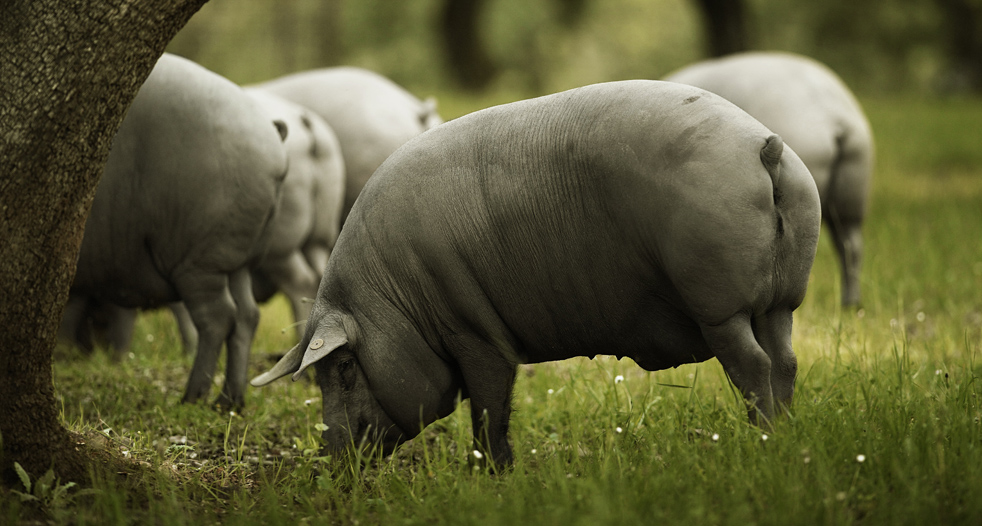 alimentacion slider2