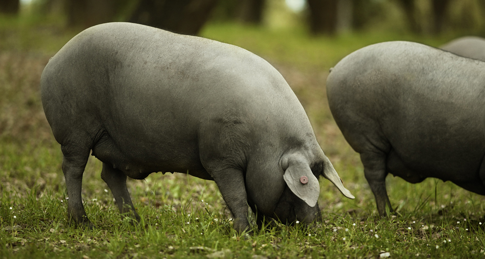 alimentacion slider3