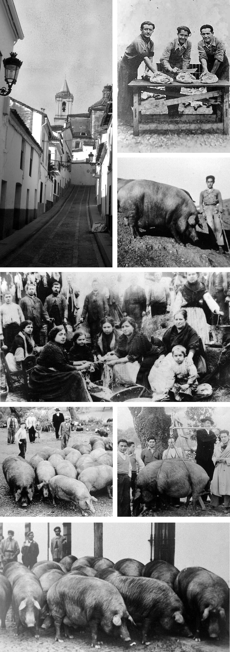 historia consorcio jabugo scaled